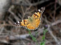 Vanessa cardui