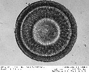 ACTINOCYCLUS EHRENBERGII