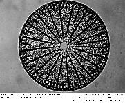 ARACHNOIDISCUS EHREBERGII.ER