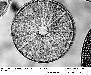 ACTINOPTYCHUS SPLENDENS