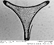 TRINACRIA EXCAVATA Heibereg