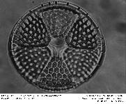 ACTINOPTYCHUS BARBADENSIS