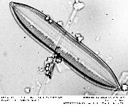 TRYBLIONELLA ACUMINATA W.Smith