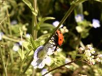 Coccinella septempunctata