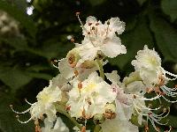 Aesculus hippocastanum - Fleur