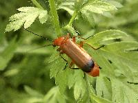 Rhagonycha fulva