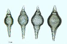 Eusyringium sipho (Ehr.) Haeckel