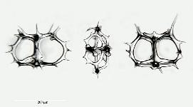Acrocubus cortina Haeckel