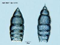 Eucyrtidium montiparum HCKL