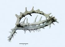 Campylacantha cladophora Joergensen 1905