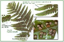 Dryopteris filix-mas - sporanges et spores