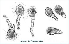 Dryopteris filix-mas - sporanges et spores