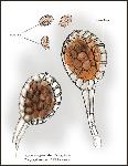 Dryopteris filix-mas - sporanges et spores