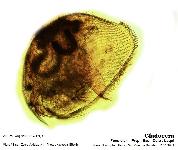 Pleuroxus (Peracantha) truncatus (O.F. Mller, 1785)