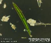 Closterium acerosum Ralfs, 1842