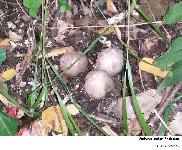 Clathrus archeri (Berk.) Dring