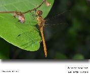 Sympetrum sanguineum-femelle