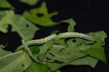 Chrysodeixis chalcites (ESPER).  sur Datura de dcoration