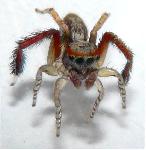 Saitis barbipes - Salticidae - 4,5 mm. Une beaut