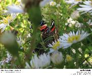 Vanessa atalanta - Vulcain