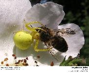 MISUMENA VATIA - ARAIGNEE CITRON