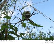 Argiope bruennichi -Epeire fascie