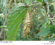 Aglais urticae