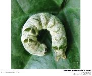 Chenille de Melanchra persicariae