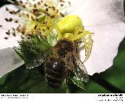 MISUMENA VATIA - ARAIGNEE CITRON