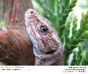 ZOOTOCA VIVIPARA - LEZARD VIVIPARE