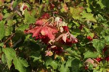 VIBURNUM OPULUS L.