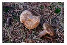 Paxillus involutus