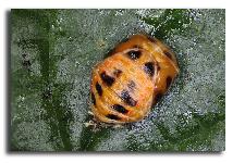 Harmonia axyridis - Coccinelle asiatique