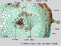 Chelidonium majus, histologie, histology.