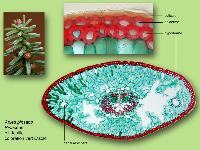 Abies pinsapo, histologie, histology