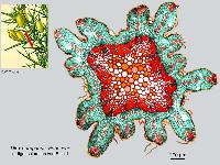 Ulex europaeus, histologie