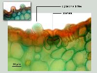 Carex pendula, histologie.