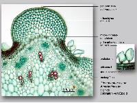 Chenopodium album, histologie, histology.
