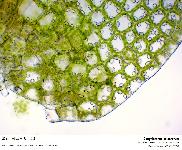 Gongylanthus ericetorum (Raddi) Nees