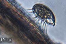 Crepidula fornicata : larves vligres