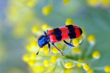 Trichodes apiarius (Linnaeus, 1758)