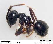 Lasius fuliginosus Latreille, 1798