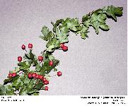 Crataegus monogyna Jacq., 1775 (Aubpine monogyne)