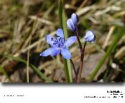 Scilla bifolia L. - Scille  deux feuilles (Liliaces)