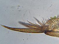 Eurycercus lamellatus (O. F. Mller) Chydoridae - Cladocres