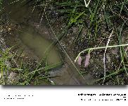 Bombina variegata - Le sonneur  ventre jaune
