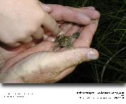 Bombina variegata - Le sonneur à ventre jaune