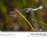 Orthetrum coerulescens (Fabricius, 1798)