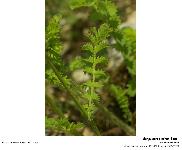 Sanguisorba minor Scop.