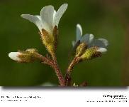 Saxifraga granulata L. - Saxifrage  bulbilles